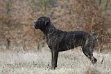 CANE CORSO 777